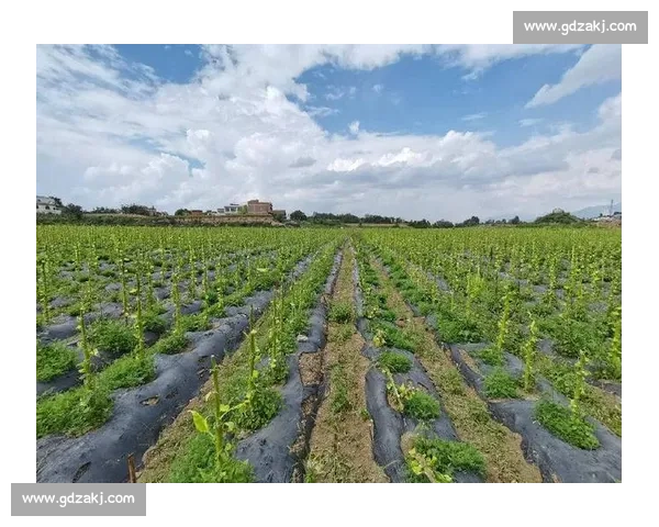 体育赛事绿色直播全覆盖助力环保与可持续发展新趋势